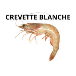 Crevette blanche