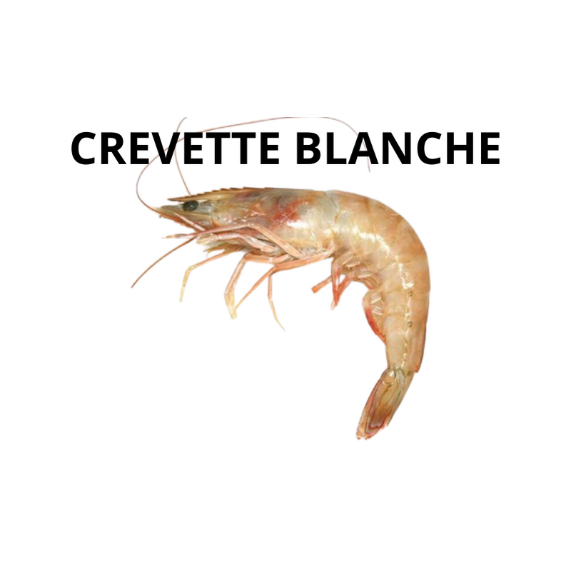 Crevette blanche