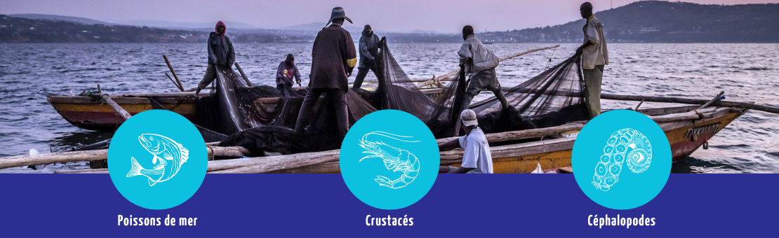 NDOYE DISTRIBUTION. Poissons de mer, crustacés, céphalopodes.